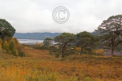 Glen Affric Scotland DM2117